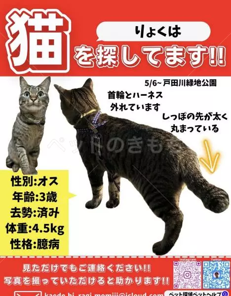 迷子猫の画像