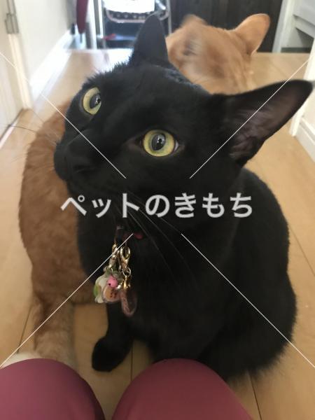 迷子猫の画像