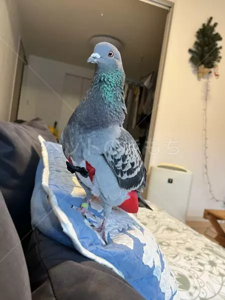 コメントの画像