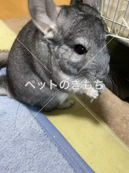 迷子ペットの画像