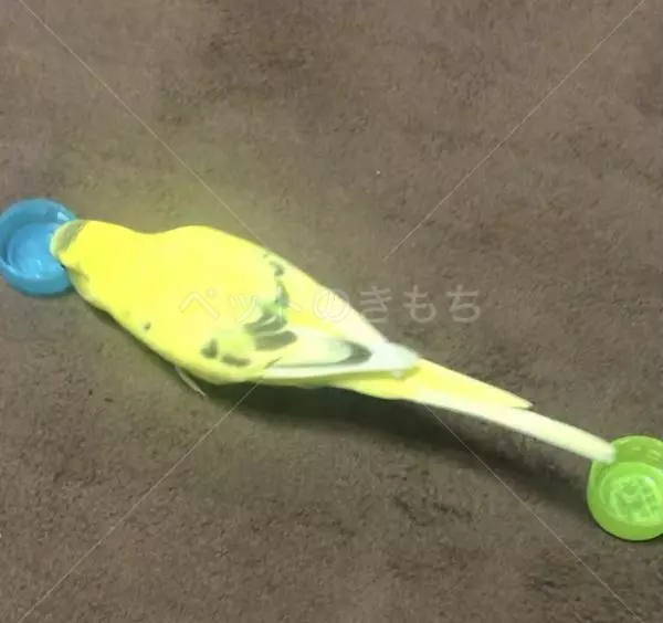 コメントの画像