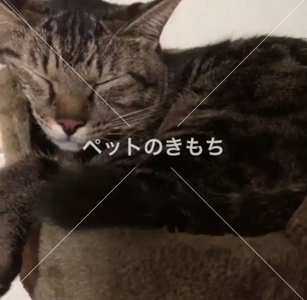 迷子猫の画像