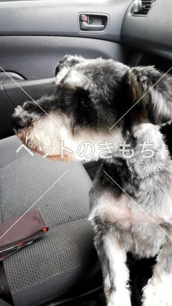 栃木県で犬を保護しました 犬種 ミニチュアシュナウザー 投稿no 1 栃木県で犬を保護しました 犬種 ミニチュアシュナウザー 投稿no 1