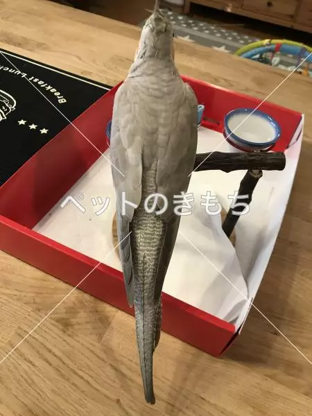 コメント投稿の画像