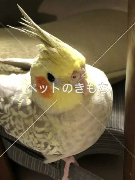 迷子鳥の画像