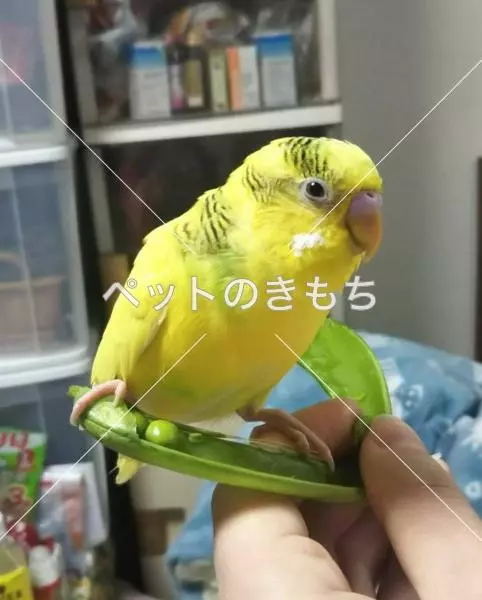 迷子鳥の画像
