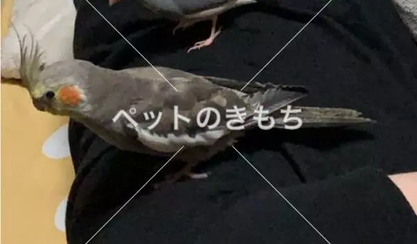 迷子鳥の画像