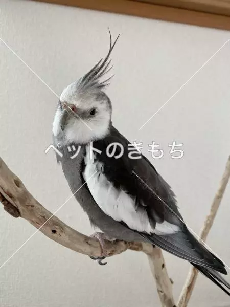 迷子鳥の画像