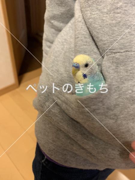 迷い鳥の写真