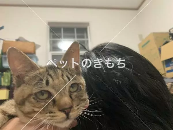 保護猫の画像