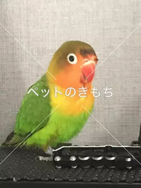 迷子鳥の画像