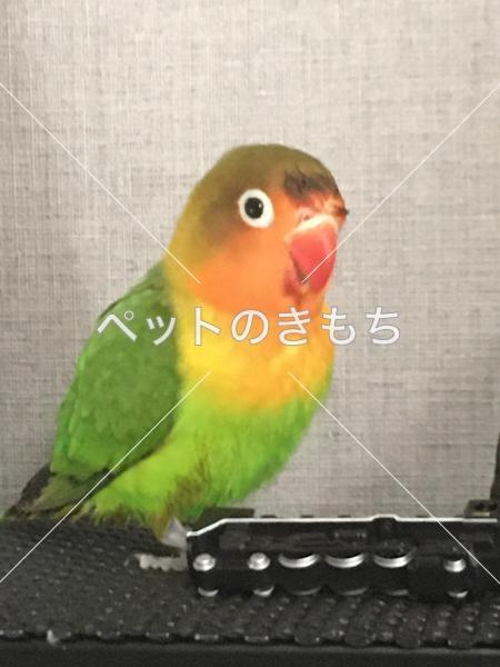 迷子鳥の画像