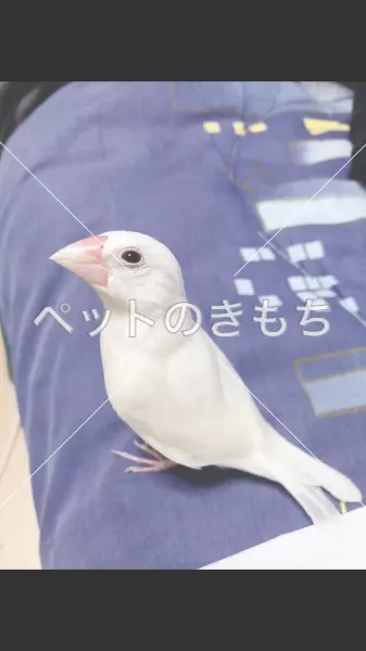 迷子鳥の画像