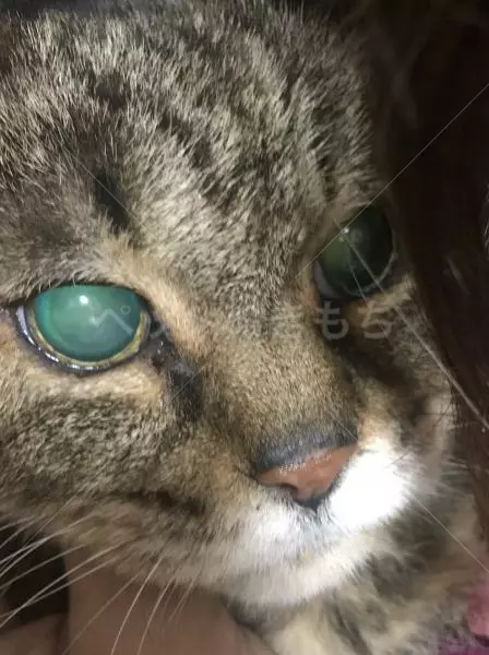 コメントの画像