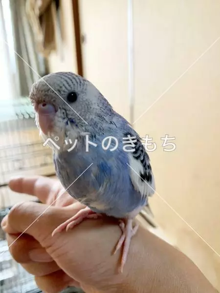 迷子鳥の画像