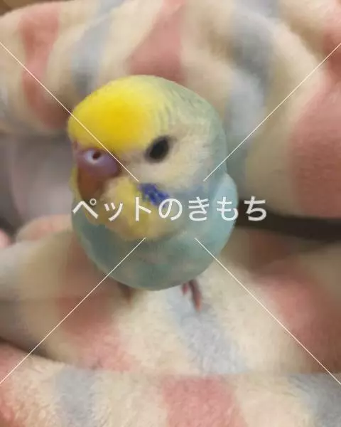 迷子鳥の画像