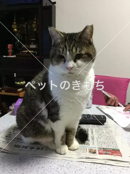 迷子猫の画像