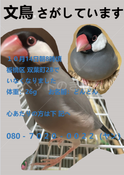 迷子鳥の画像