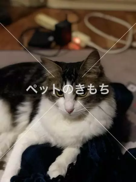迷子猫の画像