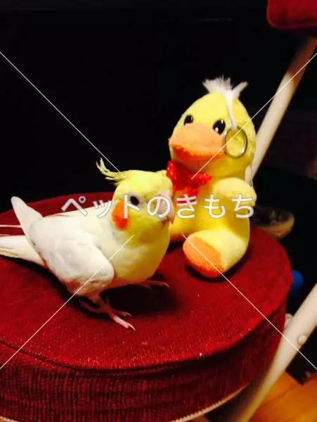 迷子鳥の画像