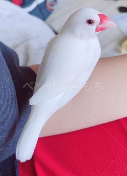 迷子鳥の画像