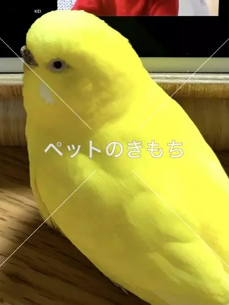 迷子鳥の画像