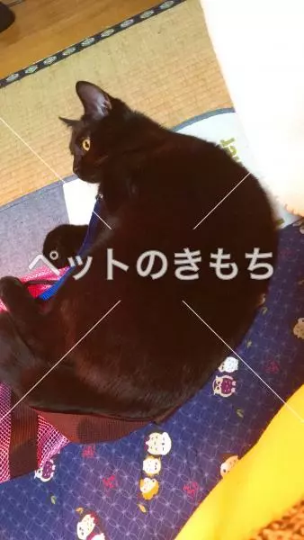 迷子猫の画像