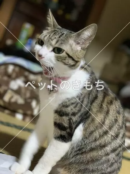 迷子猫の画像
