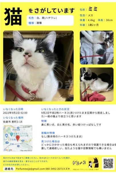 迷子猫の画像