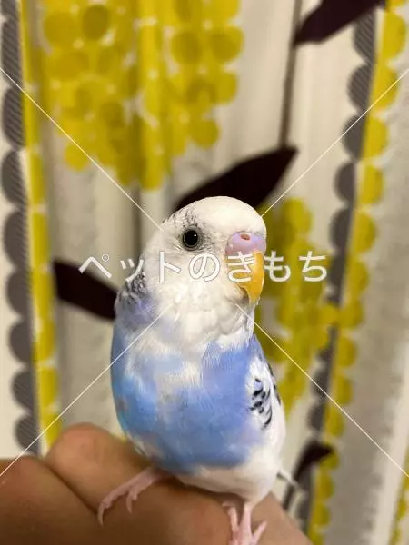 迷子鳥の画像