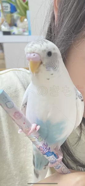 迷子鳥の画像