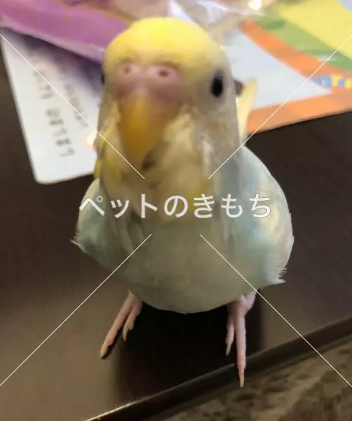 迷子鳥の画像