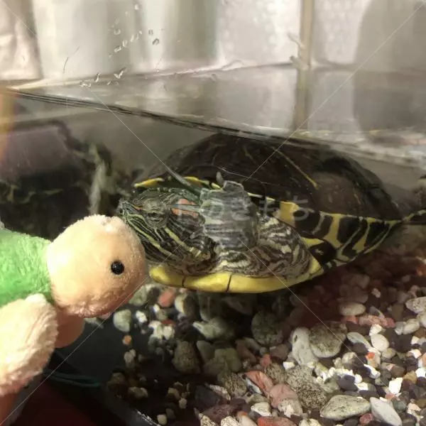 迷子ペットの画像