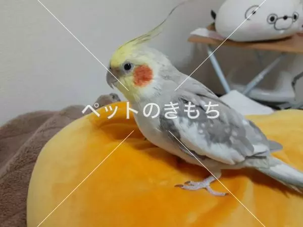 迷子鳥の画像