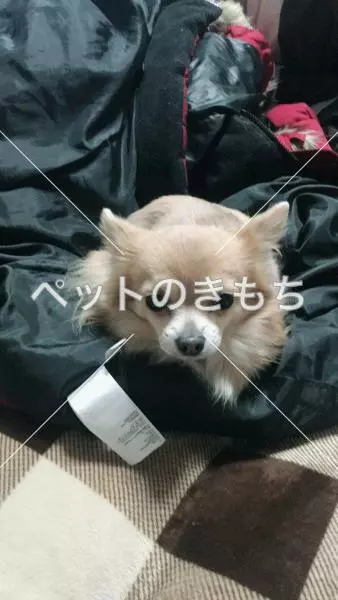 迷子犬の画像