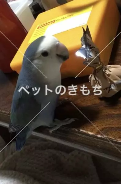 迷子鳥の画像