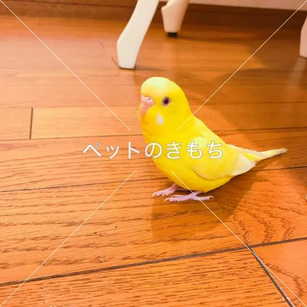 迷子鳥の画像