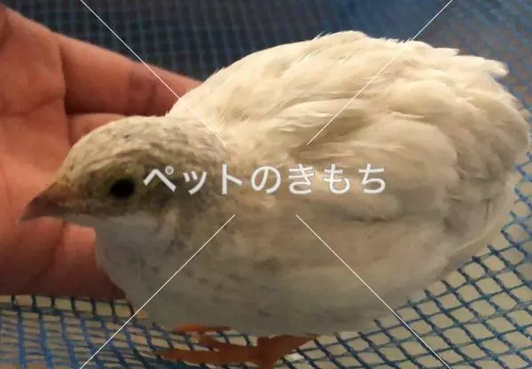 迷子鳥の画像