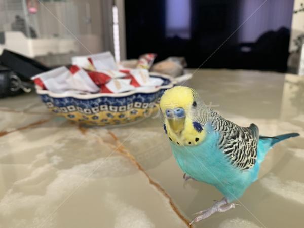 迷子鳥の画像