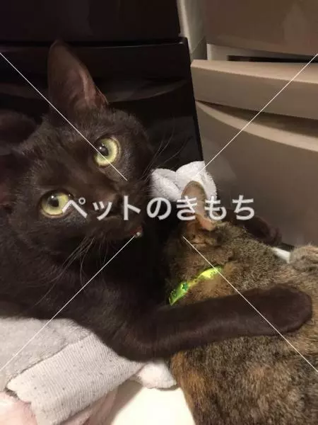 迷子猫の画像