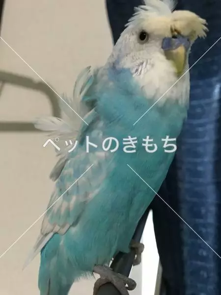 迷子鳥の画像