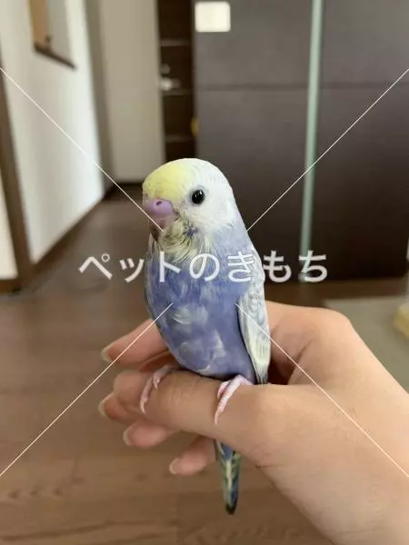 迷子鳥の画像