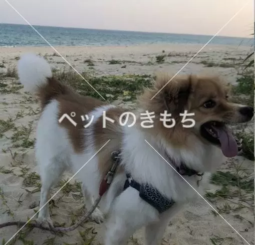 迷子犬の画像