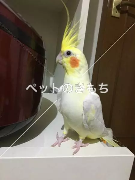 迷子鳥の画像