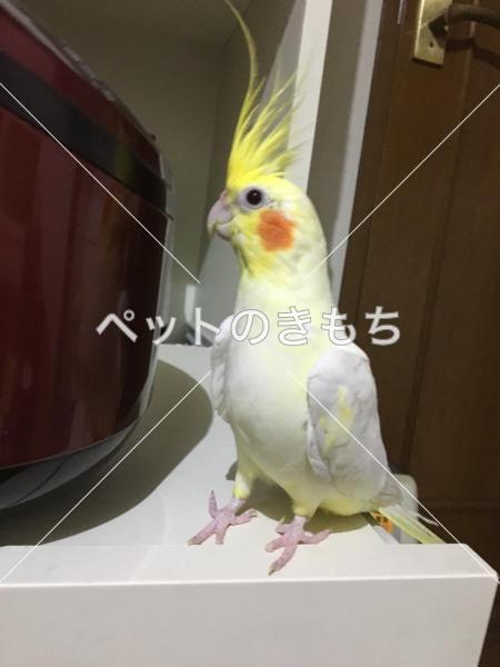 迷子鳥の画像