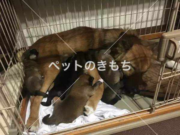 コメント投稿の画像