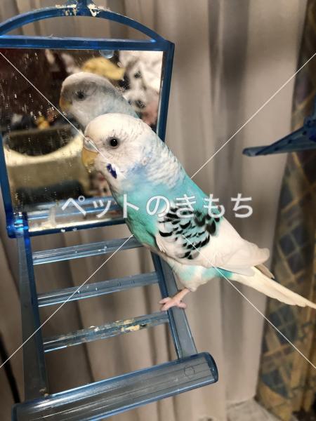 迷子鳥の画像