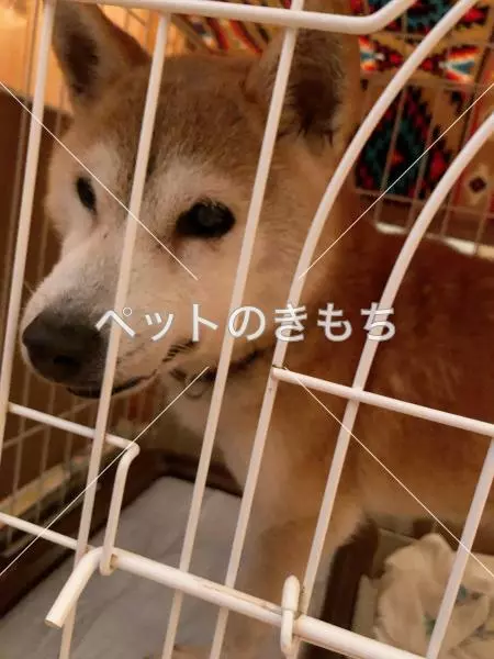 保護犬の画像