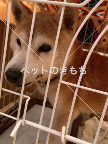 保護犬の写真