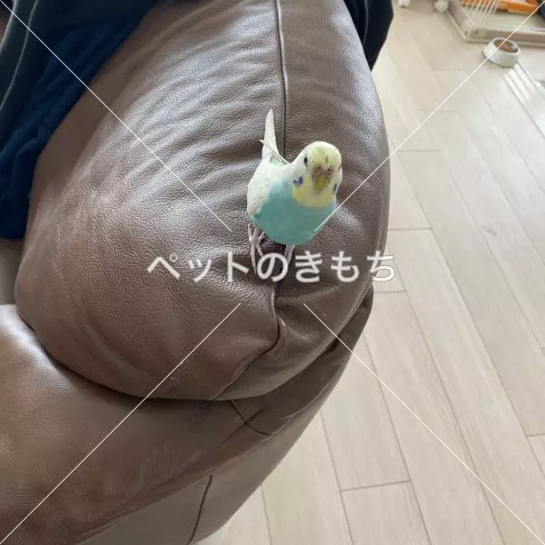 迷子鳥の画像